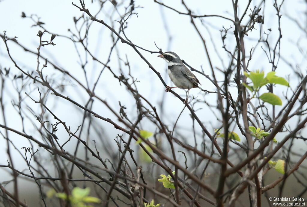 Collared Warbling Finch male adult