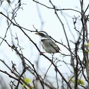 Collared Warbling Finch