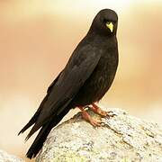 Alpine Chough