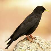 Alpine Chough