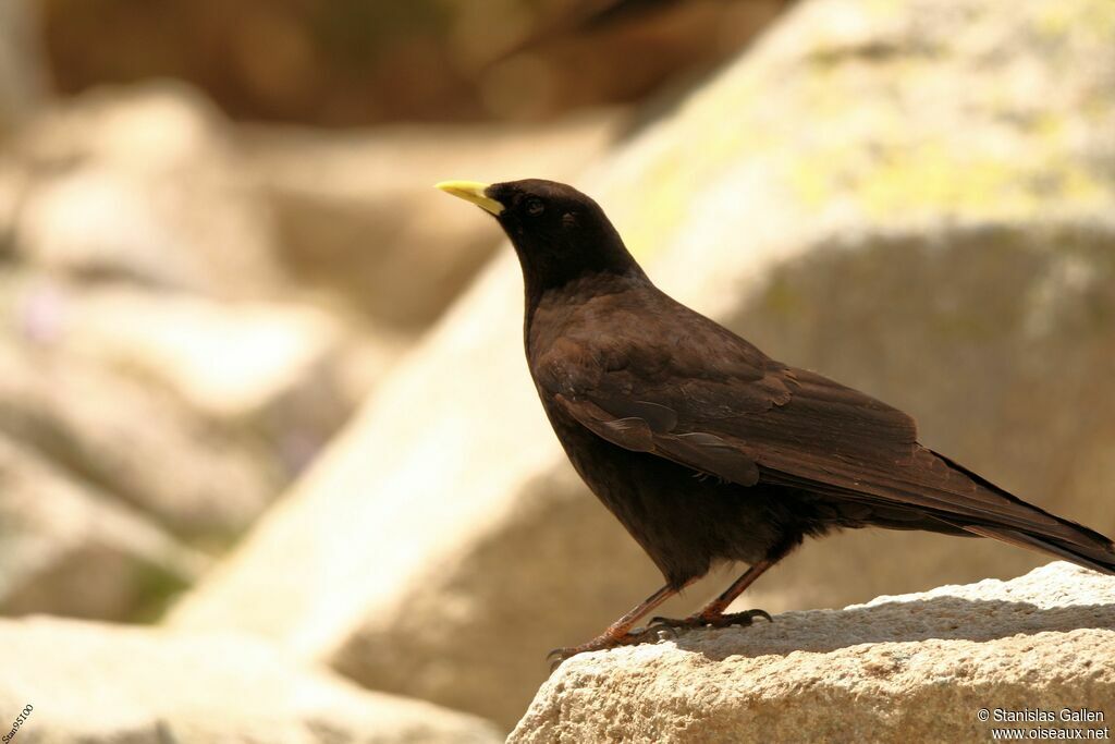 Alpine Choughadult breeding