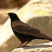 Alpine Chough