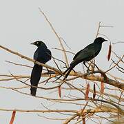 Long-tailed Glossy Starling