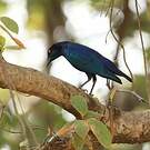 Choucador à oreillons bleus