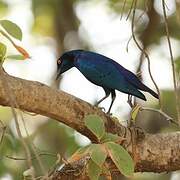 Greater Blue-eared Starling