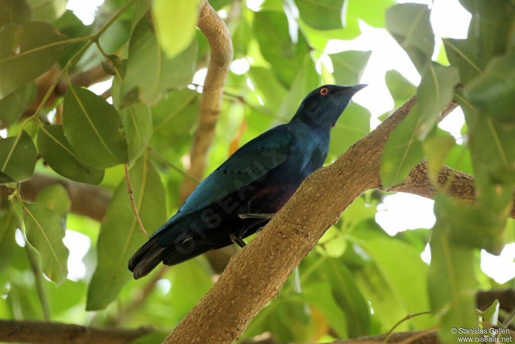 Greater Blue-eared Starlingadult