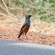 Chestnut-bellied Starling