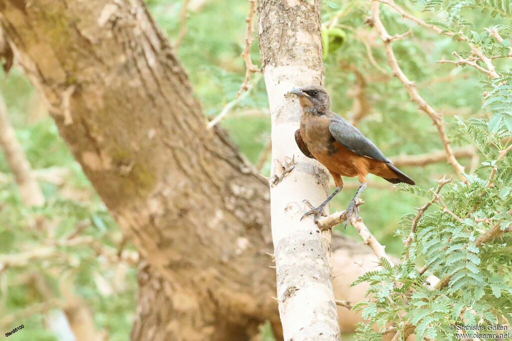 Chestnut-bellied Starling