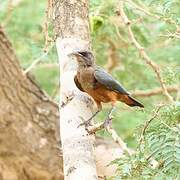 Chestnut-bellied Starling