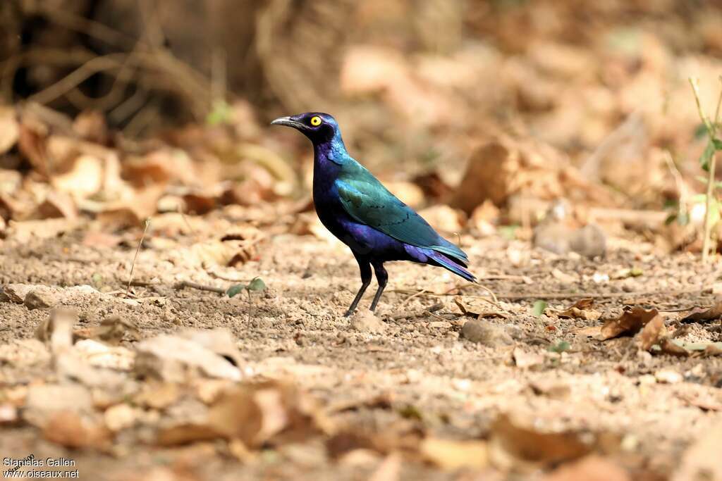 Purple Starlingadult, identification