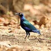 Purple Starling