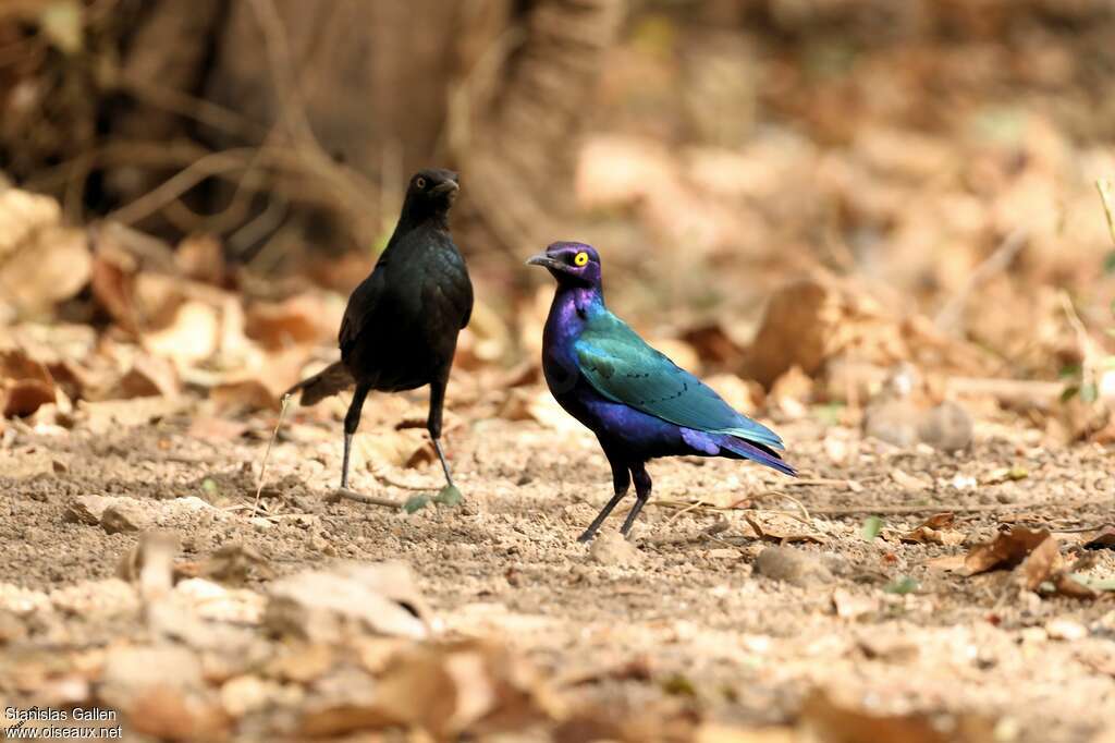 Purple Starling