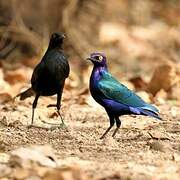 Purple Starling