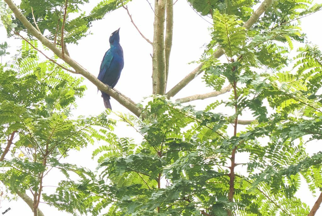 Splendid Starling male adult breeding, courting display