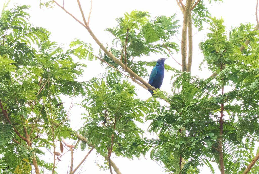 Splendid Starling male adult, courting display