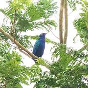 Splendid Starling