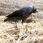 Western Jackdaw