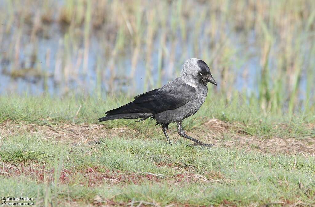 Western Jackdawadult breeding, identification, walking