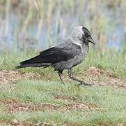 Western Jackdaw