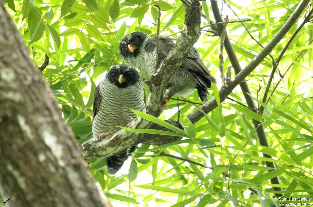 Black-and-white Owladult breeding