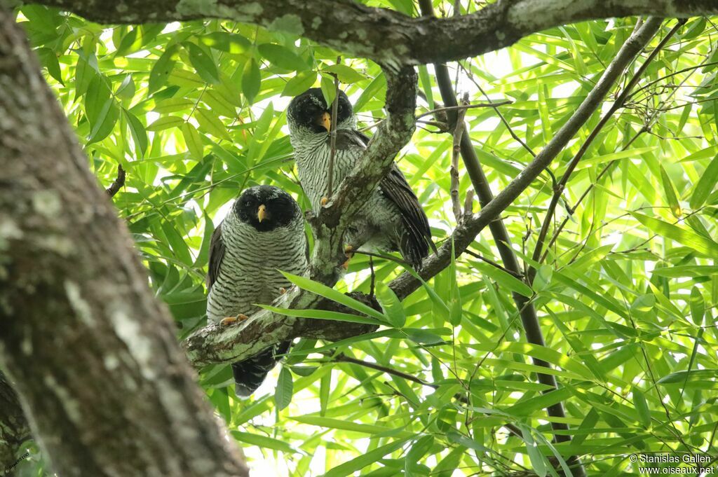 Black-and-white Owladult breeding