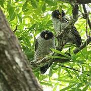 Black-and-white Owl