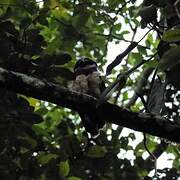 Spectacled Owl