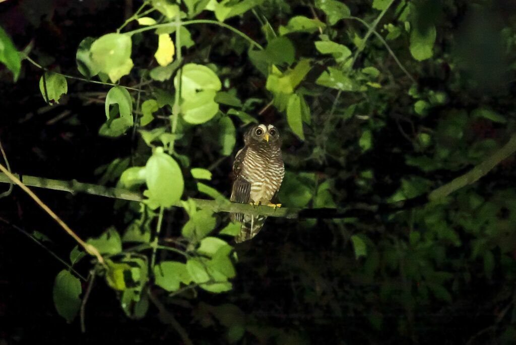 African Wood Owl male adult