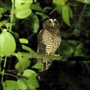 African Wood Owl