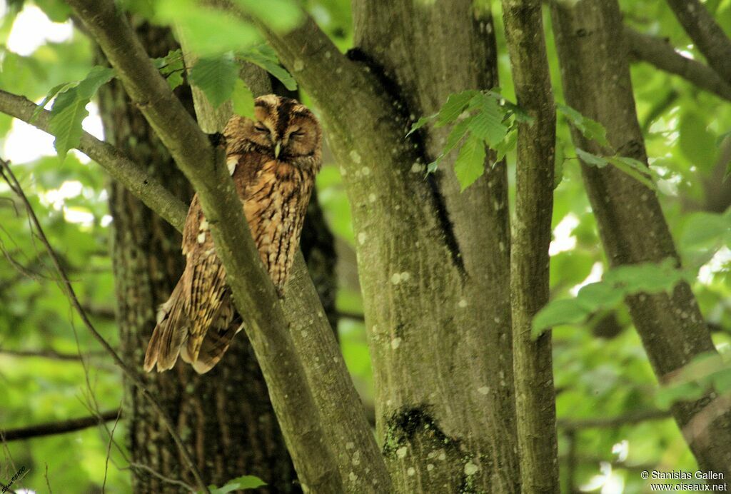 Tawny Owladult breeding