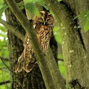 Tawny Owl