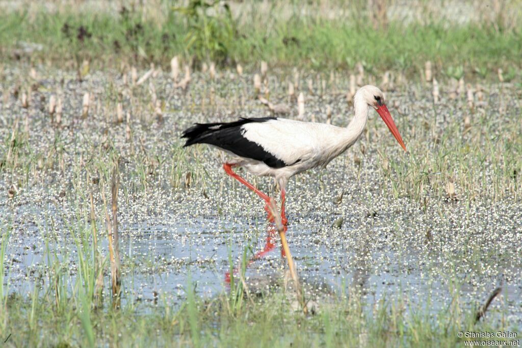 Cigogne blancheadulte nuptial, pêche/chasse