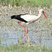 White Stork