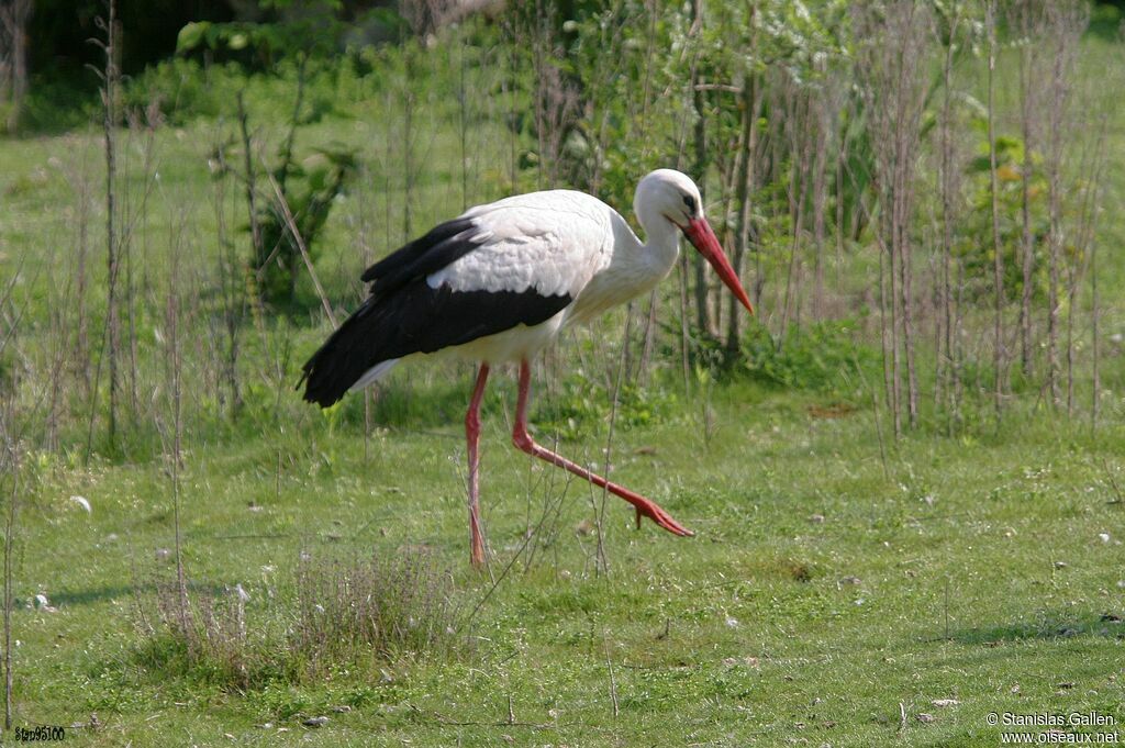 Cigogne blancheadulte nuptial