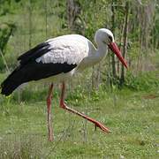 Cigogne blanche