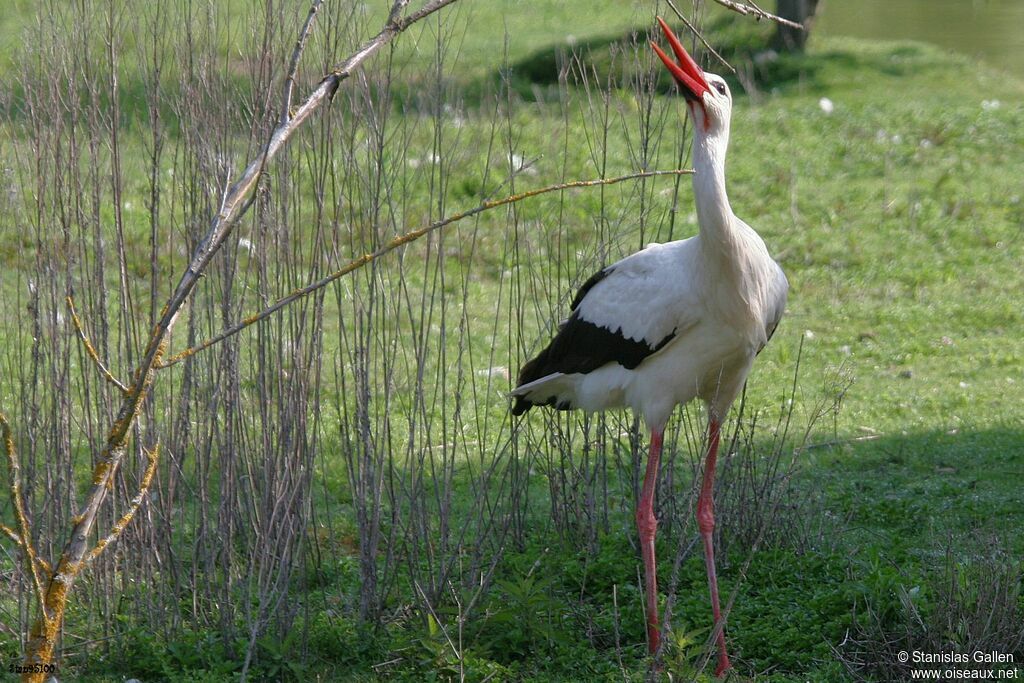 Cigogne blancheadulte nuptial, portrait, Nidification