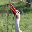 Cigogne blanche