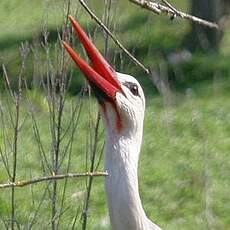 Cigogne blanche