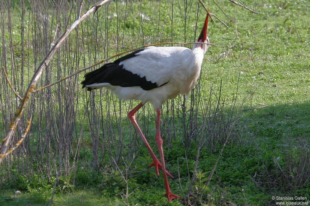 White Storkadult, Reproduction-nesting