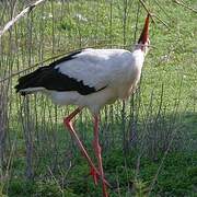 White Stork