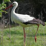 Cigogne blanche