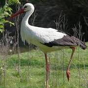 White Stork