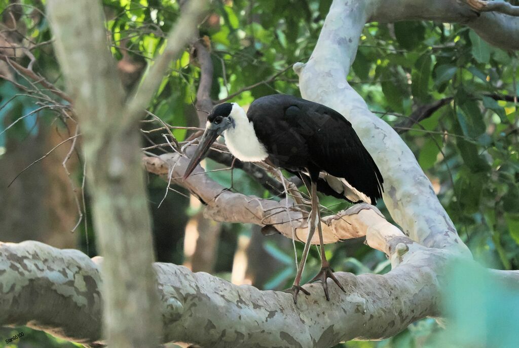 Asian Woolly-necked Storkadult