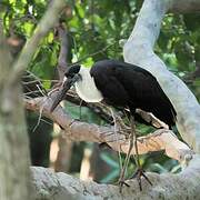 Asian Woolly-necked Stork