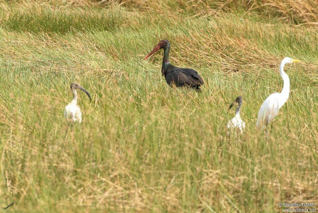 Black Storkadult, walking