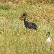 Black Stork