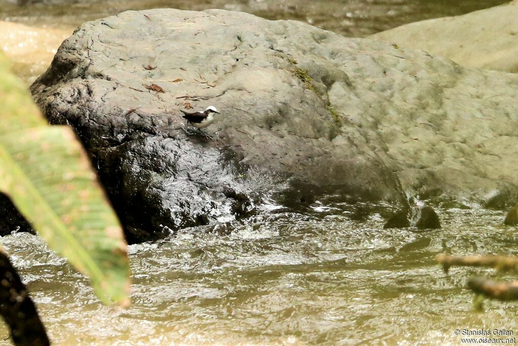 White-capped Dipperadult breeding