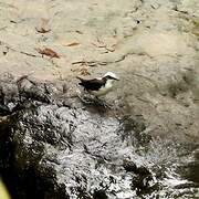 White-capped Dipper