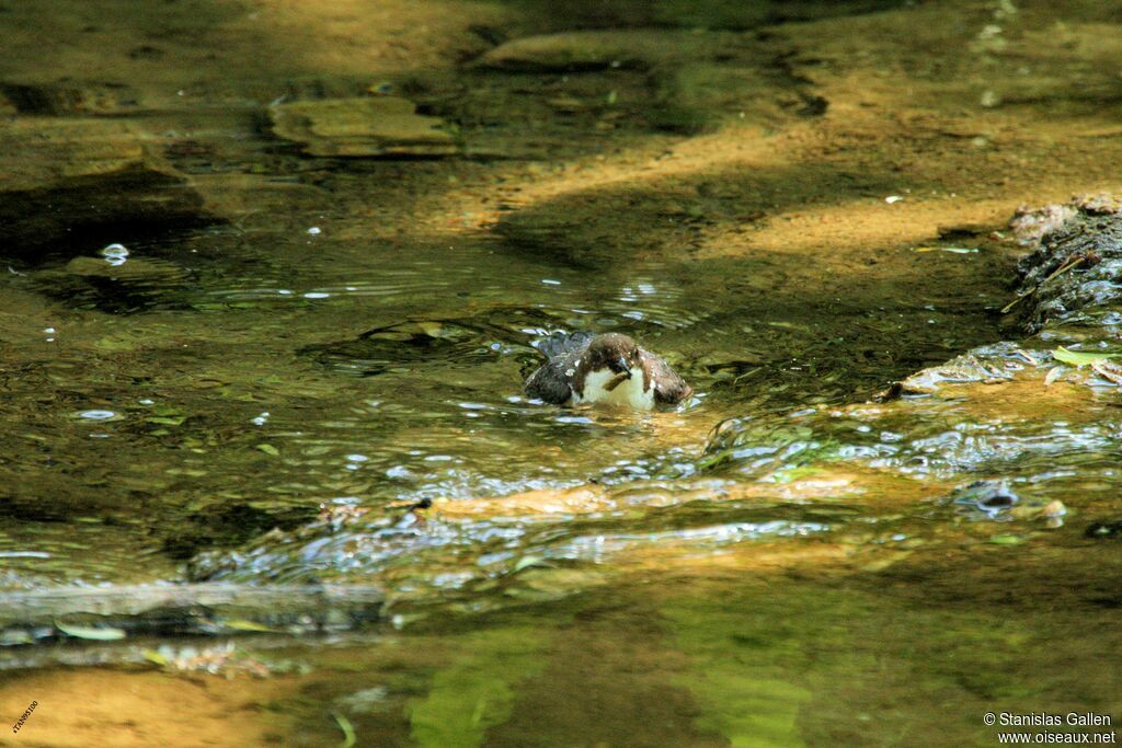 White-throated Dipperadult breeding