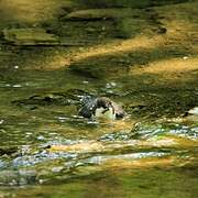 White-throated Dipper